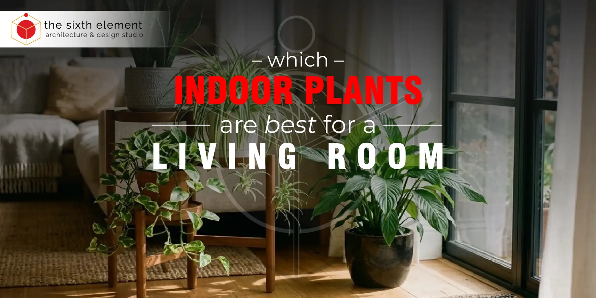 Best Indoor Plants for a Modern Living Room